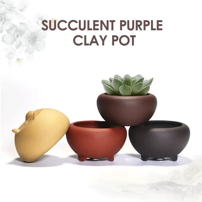 Pot de fleur succulente en céramique