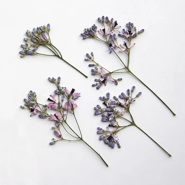 10-16 cm/12 pièces, branches de fleurs Melia azedarach pressées réelles