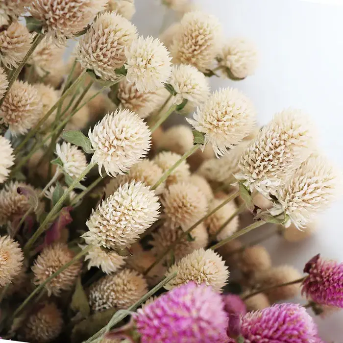 Bouquet de fleurs séchées d'amarante