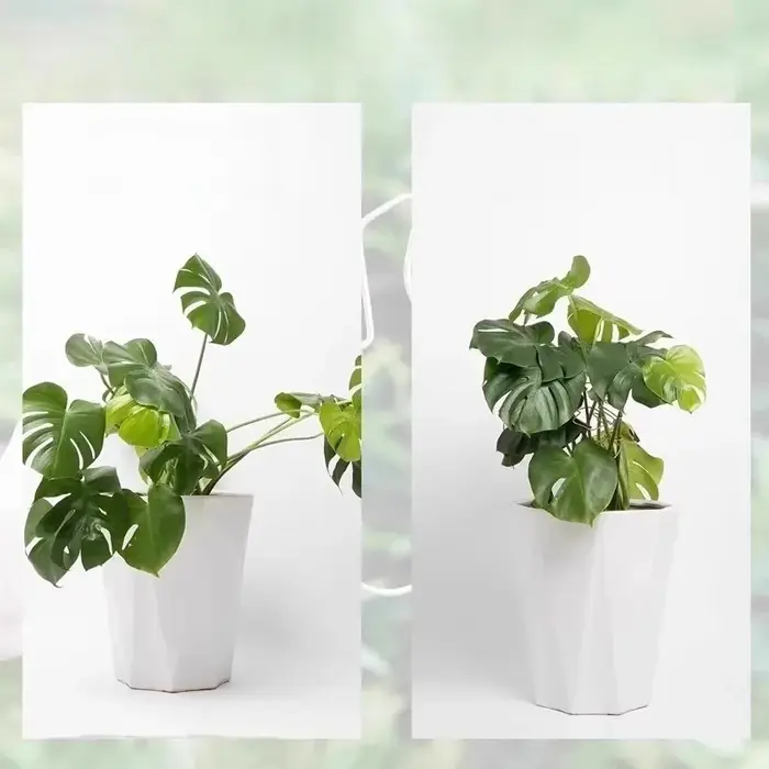 Support de tige de plante à usage intérieur et extérieur