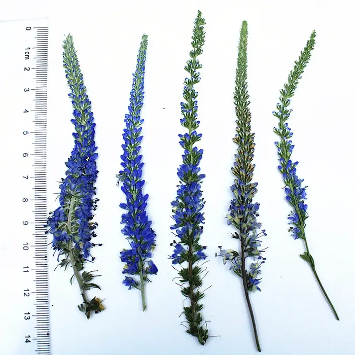 12 pièces, fleurs de lavande de Salvia violet séchées, Kit de matériaux de fleurs pressées, spécimen
