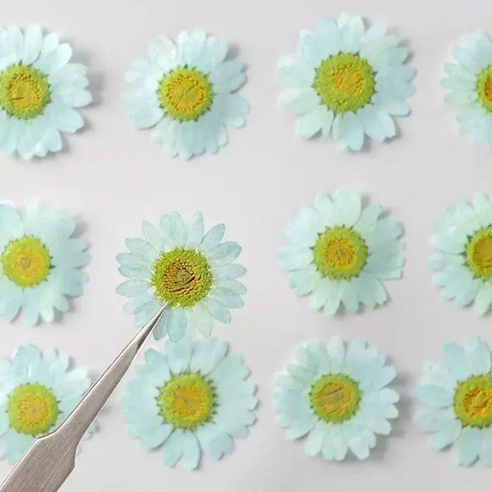 Fleurs séchées pressées pour résine