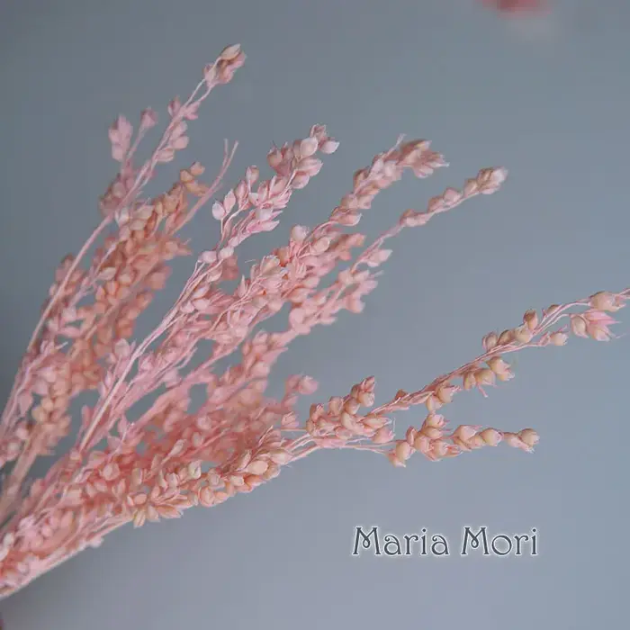 10g/Coloré Fleurs de maïs séchées blanchies