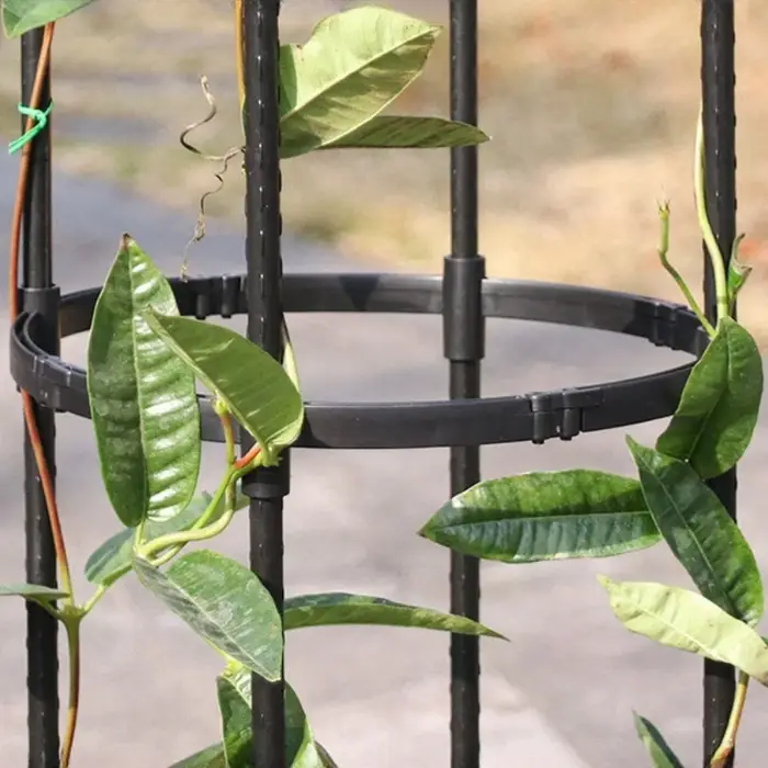 Cadre de Support pour Plantes Grimpantes en Treillis