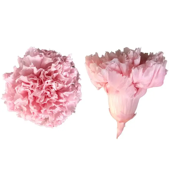 Fleur fraîche d'oeillet longue durée