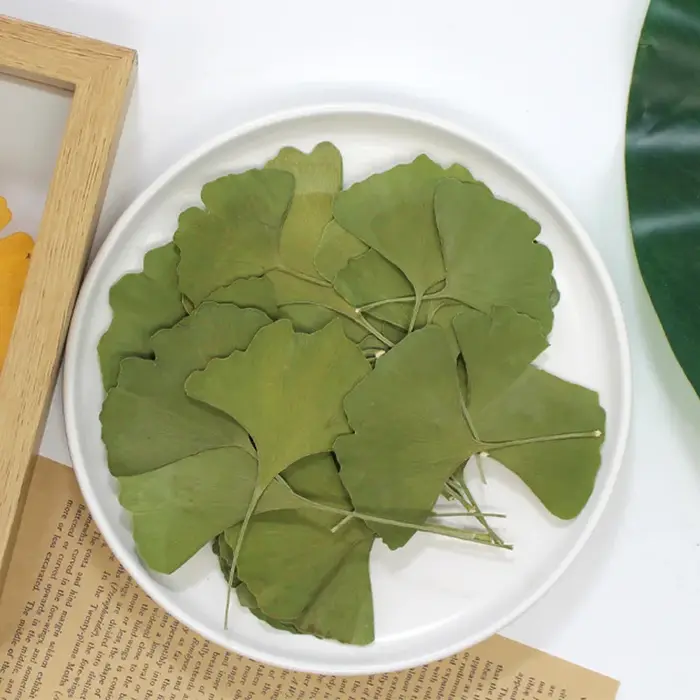 12 pièces/3-5 cm, Feuilles de Ginkgo Biloba véritables pressées