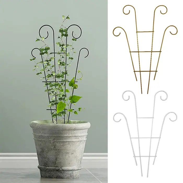 Plantes vigne grimpante treillis