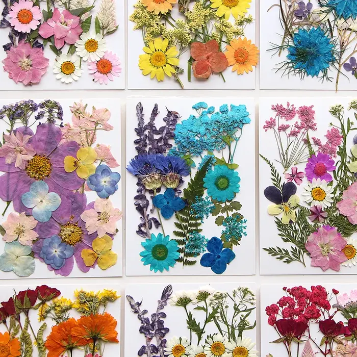 Ensemble de fleurs séchées 16-19 pièces