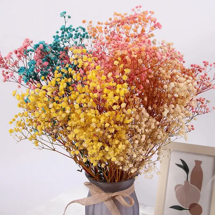 Bouquet de fleurs de gypsophile séchées naturelles