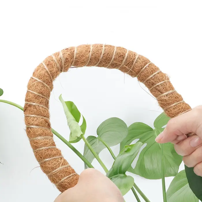 Canne de palmier grimpante pliable pour plantes d'intérieur