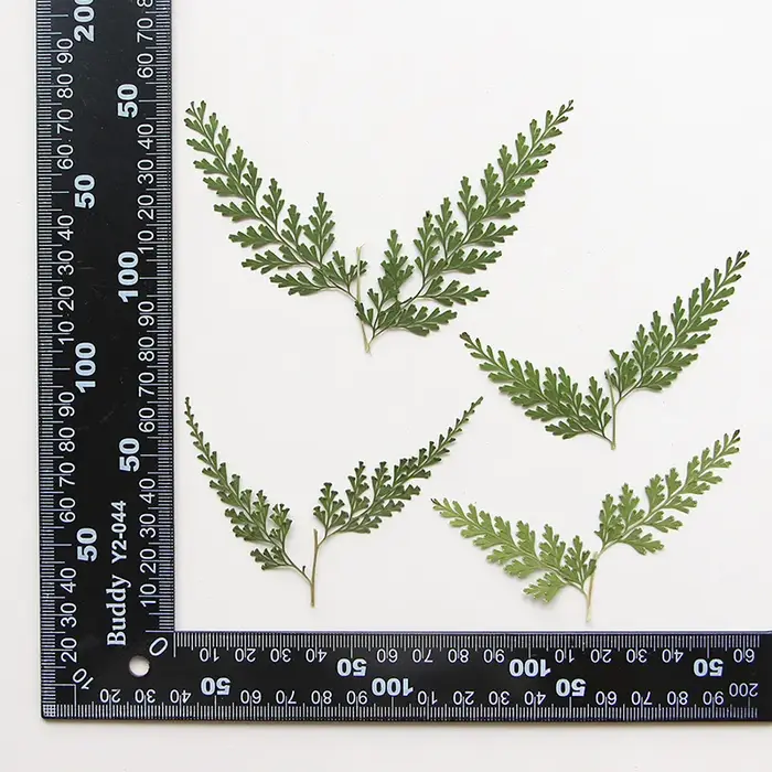 Nature PMurcia Fern Branches, Fleurs Sèches DIY, Signets, Cartes de Vministériels x, Goutte à Gomme,