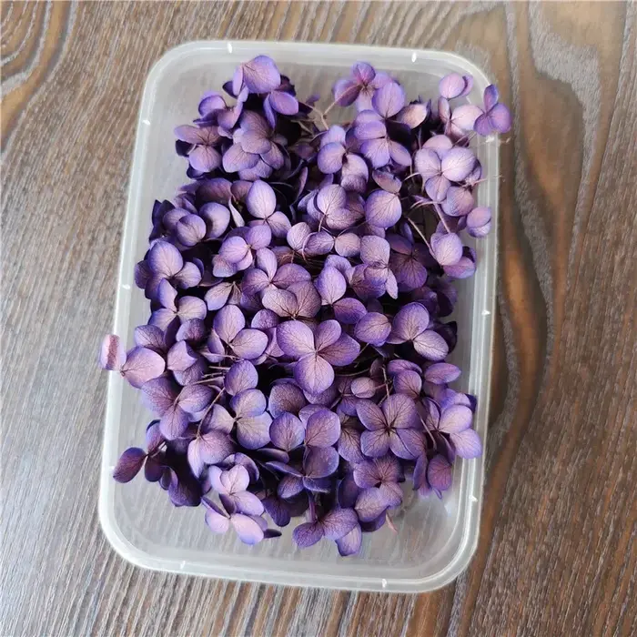 Fleur éternelle d'hortensia Anna préservée sous cloche en verre