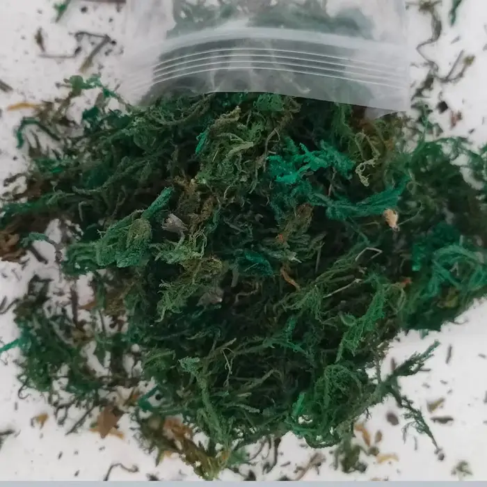 Kits de modèles de grappes d'herbe de mousse de Simulation 10g, pour scène de paysage militaire Makiing, matériaux végétaux, accessoires de Diorama