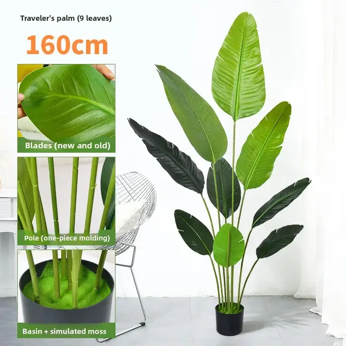 Grande plante banane tropicale de 70