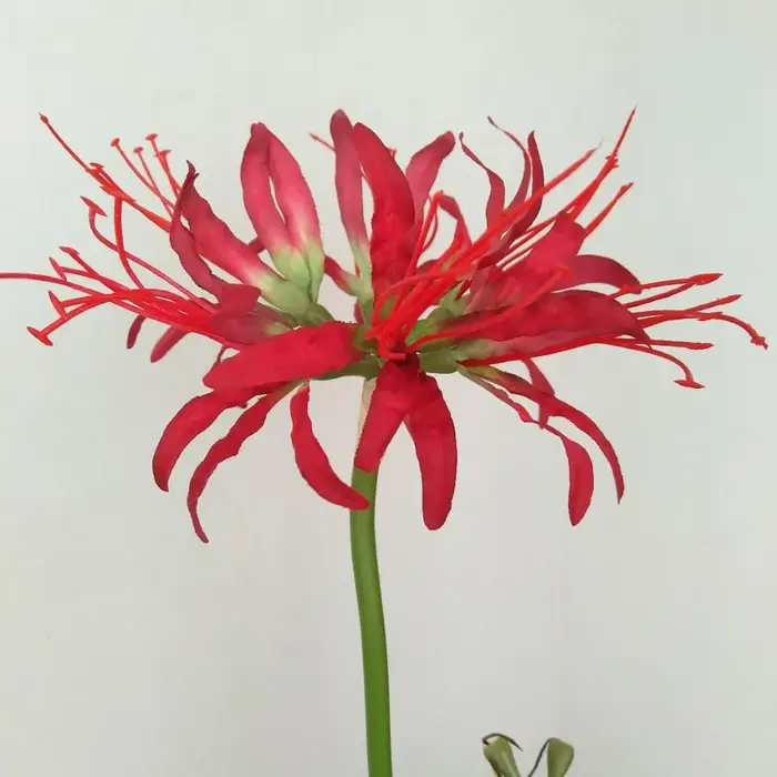 60cm Simulation Manzhushahua soie araignée lys fleurs artificielles photographie décoration bricolag