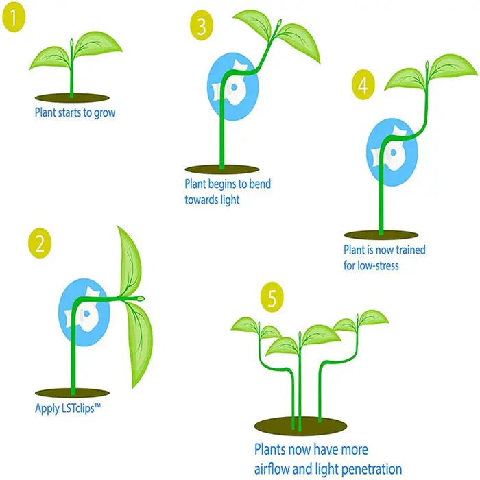 Clips de formation pour tiges de plantes