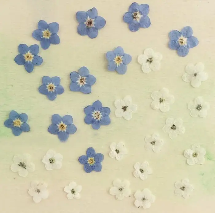 Myosotis sylvatica bleu pressé et séché