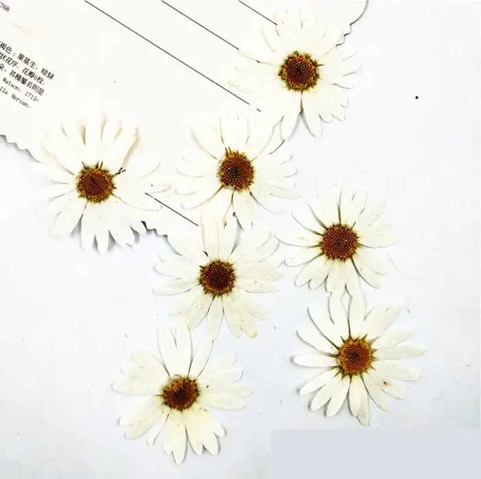 100 pièces de fleurs séchées pressées de Péricallis Hybrida blanches, pour herbarium, fabrication de bijoux en résine époxy, maquillage visage, nail art et artisanat