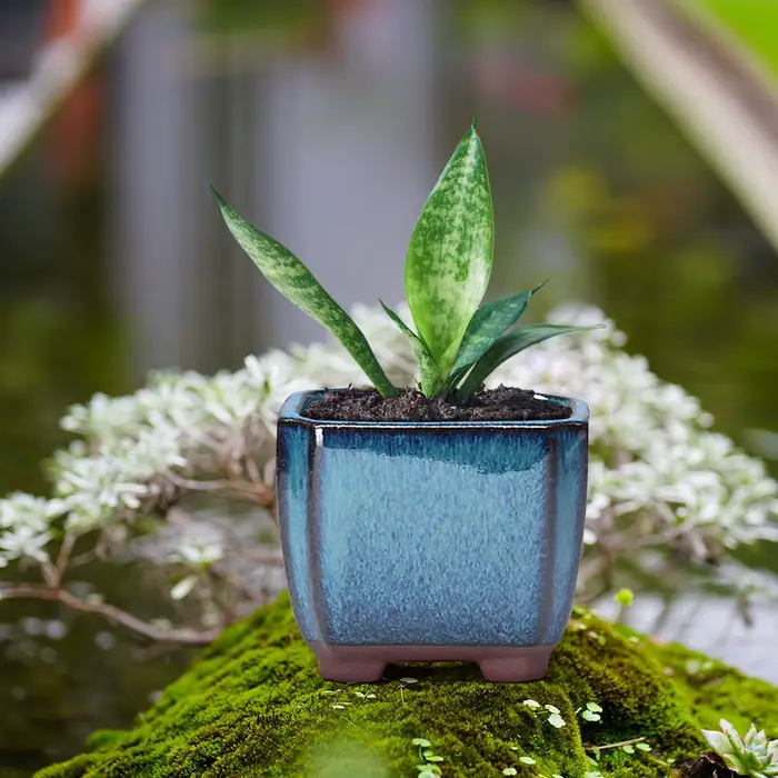 Pot de fleur succulent en céramique avec évent