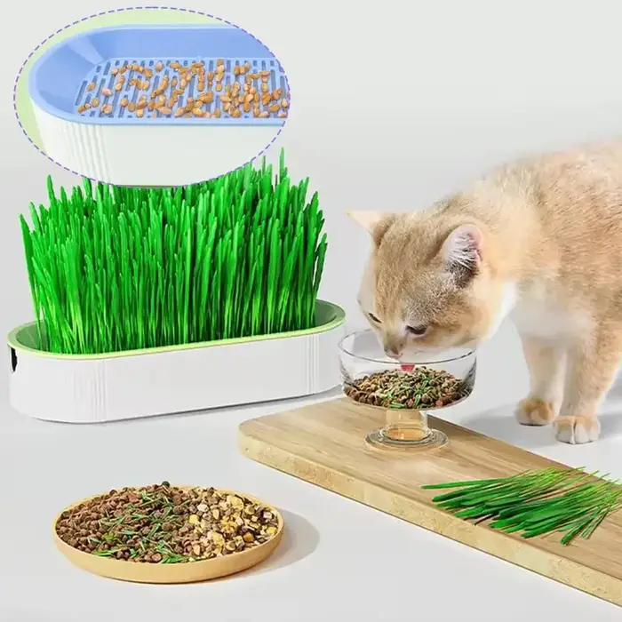 Pot de herbe hydroponique sans terre pour chat