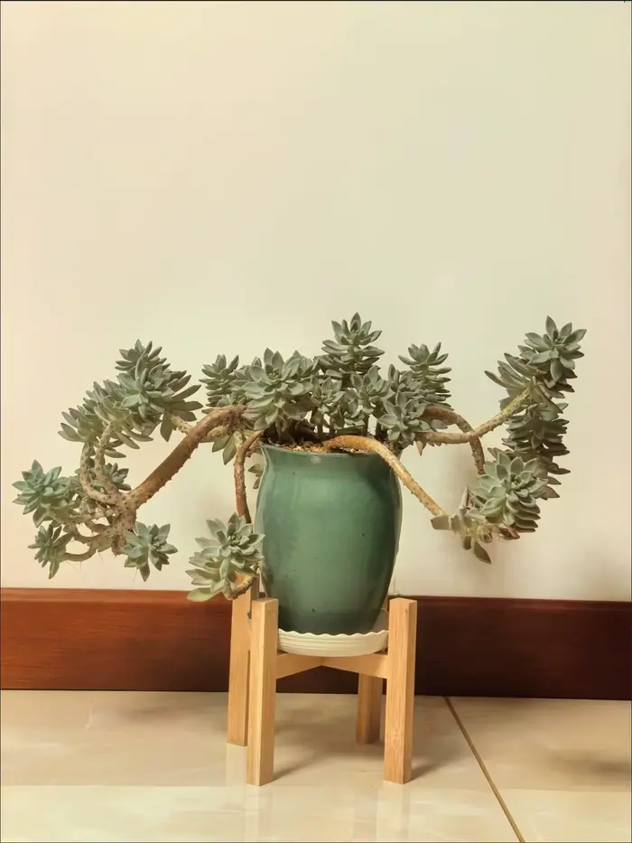 Support pour plantes en bambou naturel