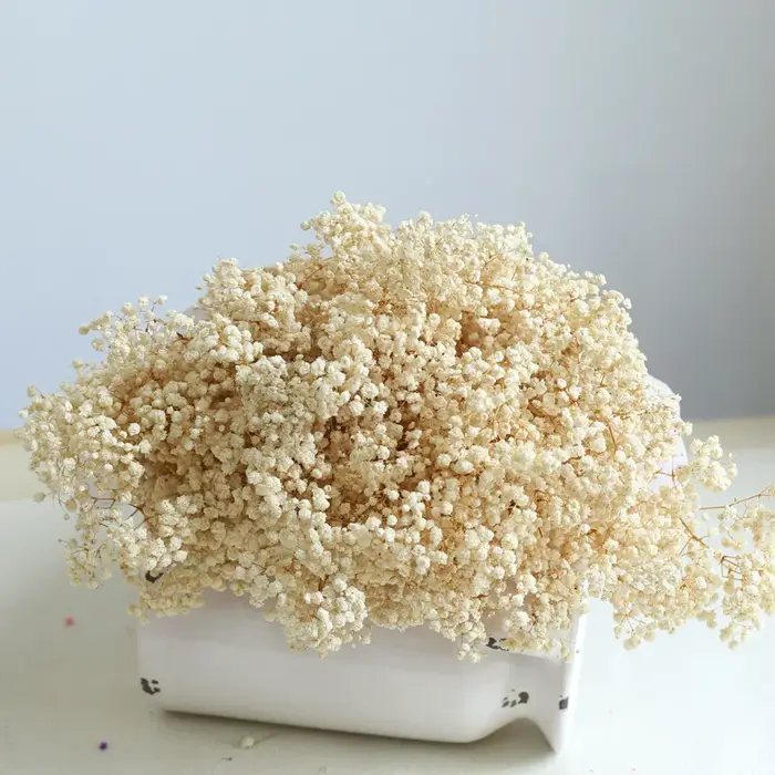 Fleurs de Gypsophile Blanches Séchées Naturelles, Bouquets de Mariage, Toucher Réel, Bouquet de Gyps