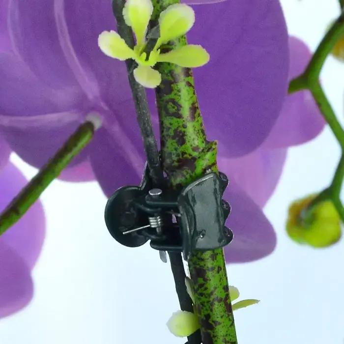 10/50/100 PIÈCES Pinces de Soutien Végétales Vert Foncé à 6 Griffes pour Orchidées