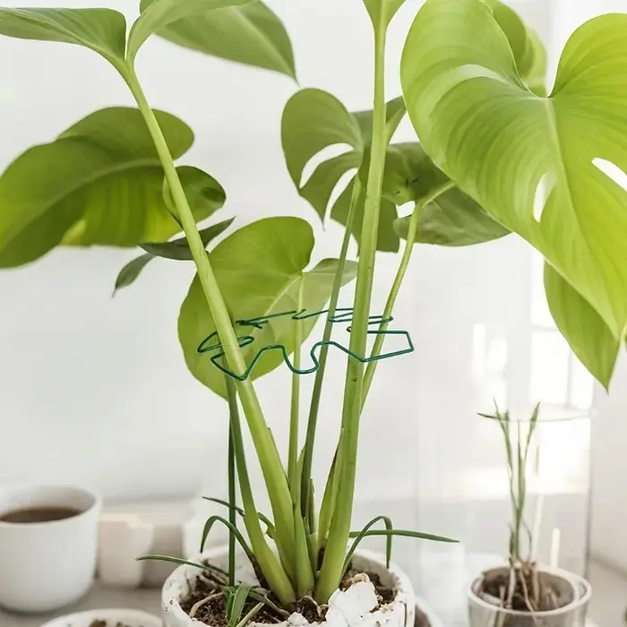 Support de tige de plante, stabilisateur Monstera Durable, entraîneur de plantes grimpantes en métal