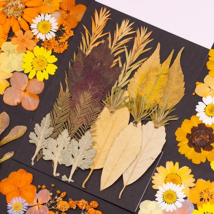 Série Orange fleurs pressées séchées mélangées pour bricolage
