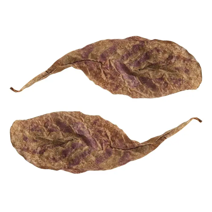 Terminal naturel Catappa Foetida feuilles île feuille d'amande traitement de nettoyage de poisson réservoir d'aquarium livraison directe