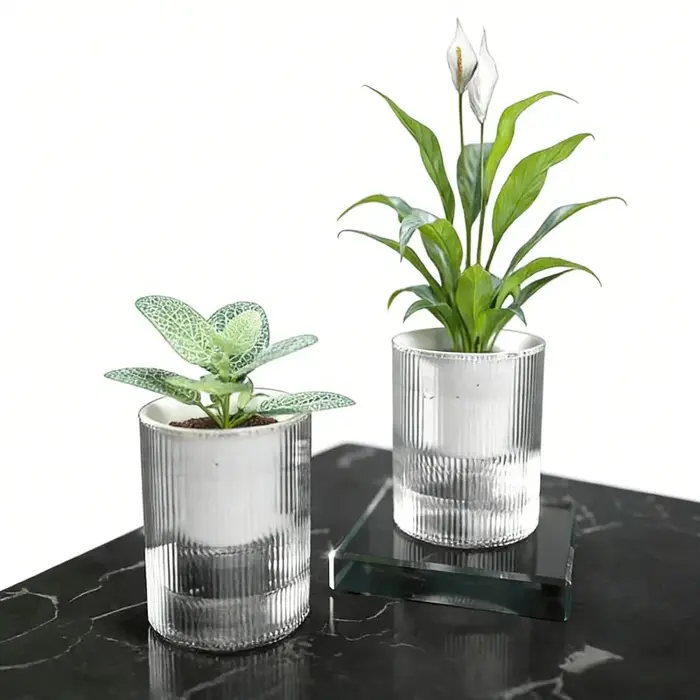 Pot de fleurs transparent en plastique à absorption automatique d'eau pour radis vert