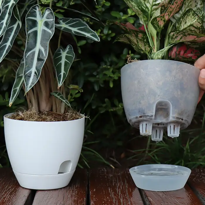 Pot de fleurs à auto-absorption pour bonsaï épicé