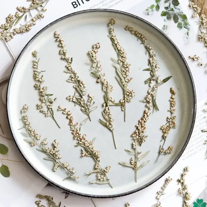 12 pièces, fleurs pressées séchées Artemisia naturelles