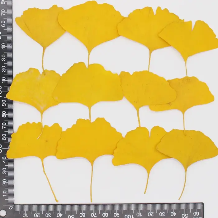 12 pièces/3-5 cm, Feuilles de Ginkgo Biloba véritables pressées