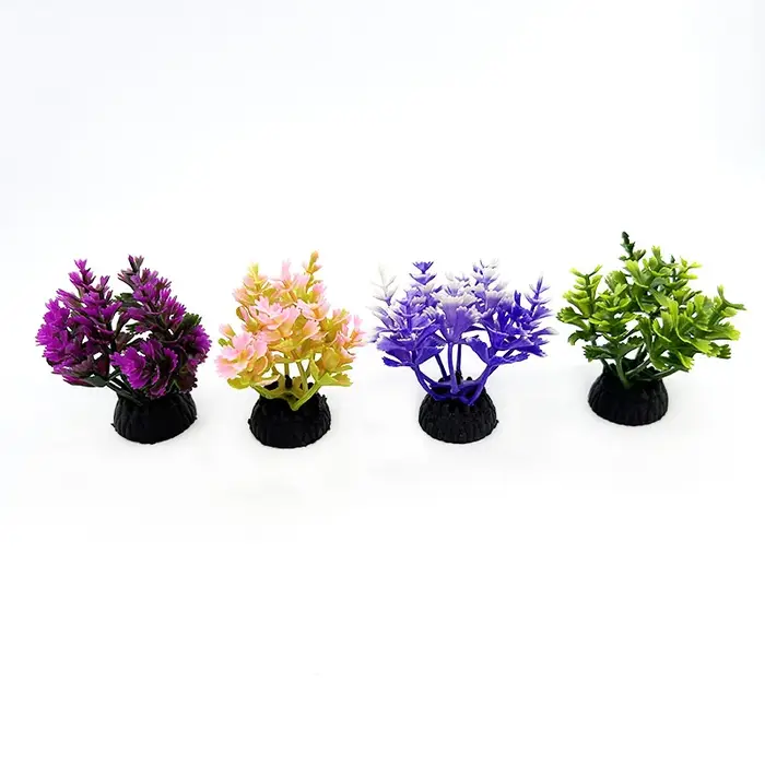 Plantes d'aquarium de petite taille
