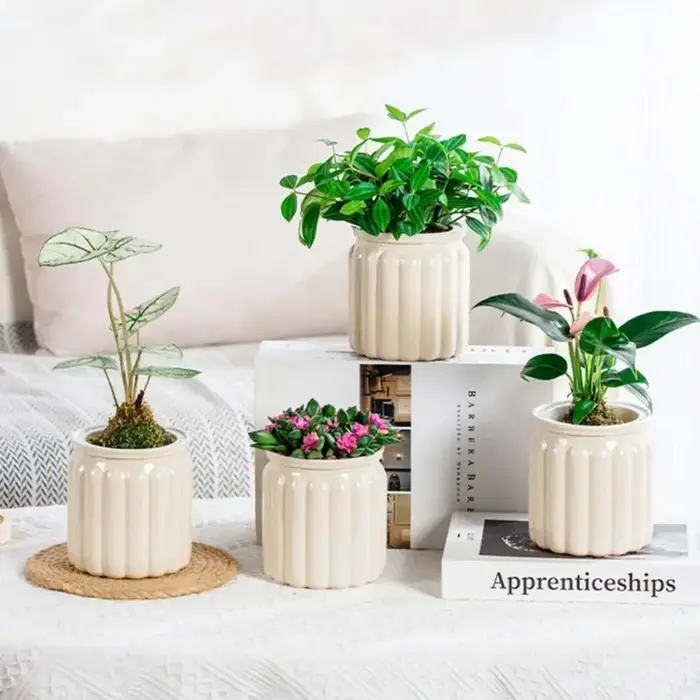Mini jardinière hydroponique pour plantes succulentes d'intérieur