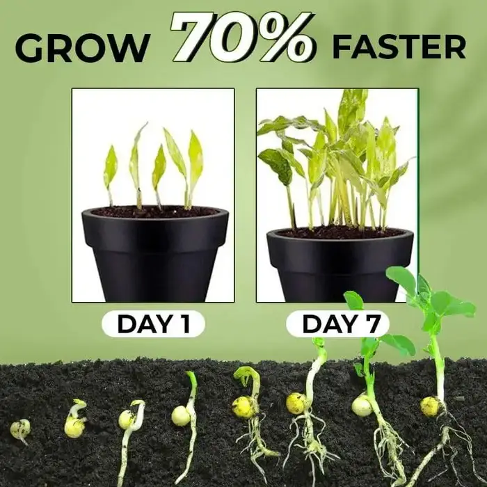 6-BA BAP favorise la croissance des plantes et la germination latérale