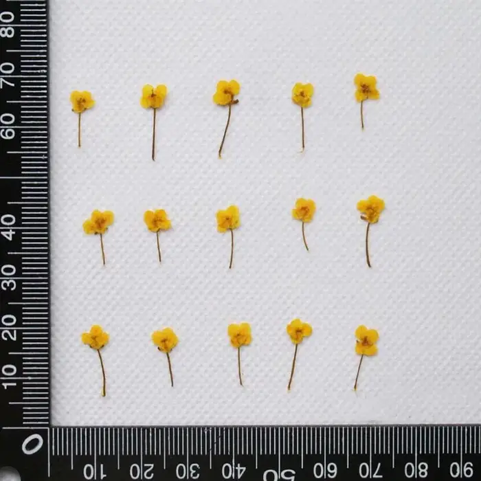 Mini plante de fleur de Lobularia Maritima séchée pressée