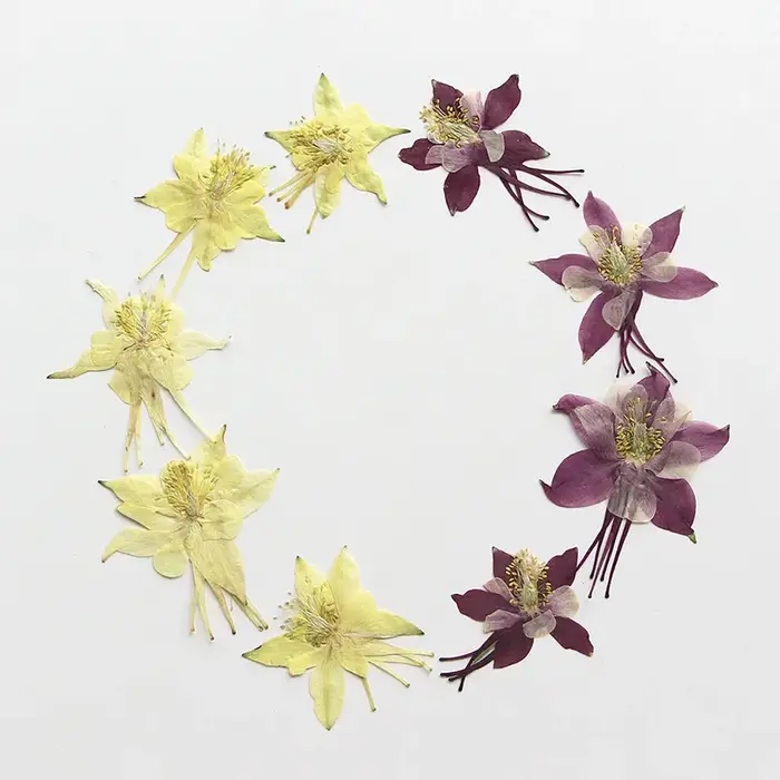 Pétales de fleurs de columbine naturelles