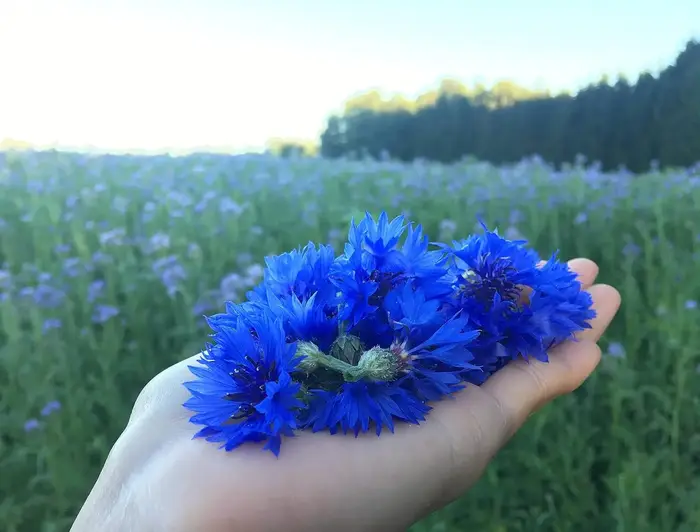 Pétales de bleuet naturel de qualité supérieure – Polyvalents pour les mariages