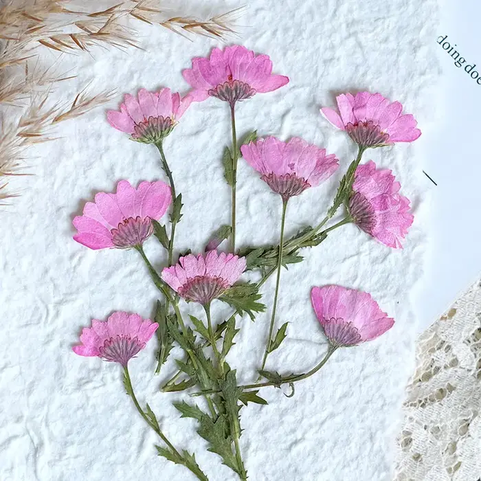 12 pièces, fleurs de chrysanthème séchées