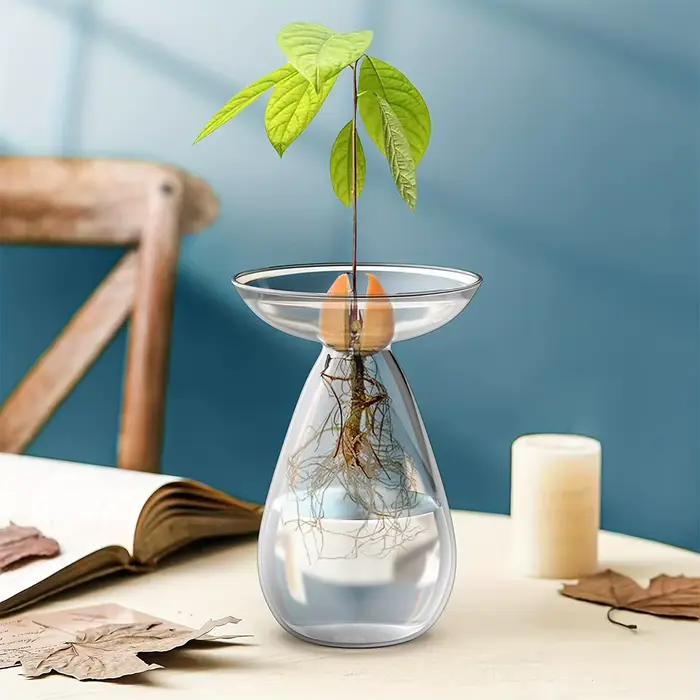 Vase hydroponique d'avocat