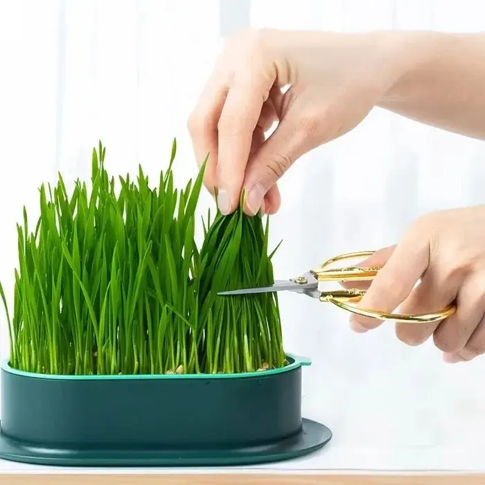 Nouveau plat de germination de chat de compagnie Pot de culture plante hydroponique chat herbe Germi