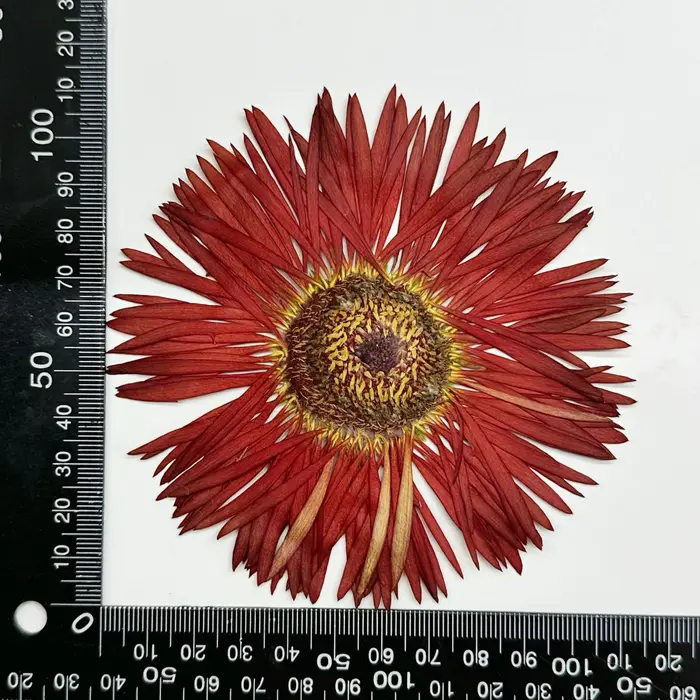 1 pièce, Kit d'artisanat de fleurs de gerbera séchées - Fleurs de gerbera pressées pour cadre photo,