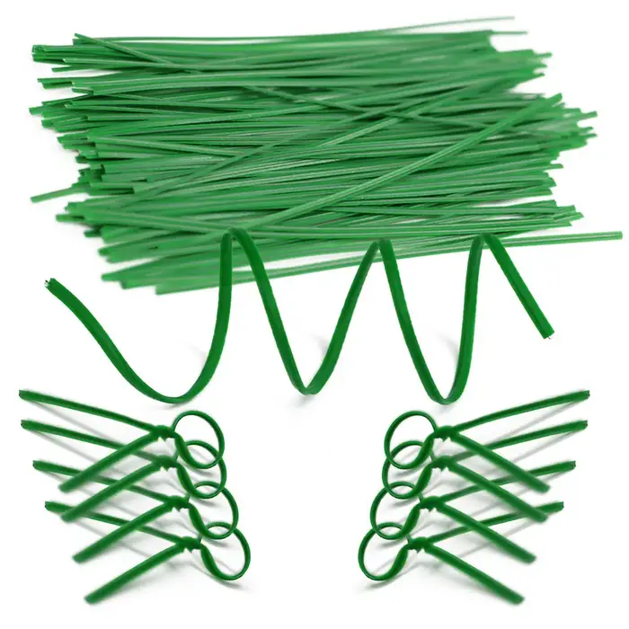 Plante grimpante de vigne verte