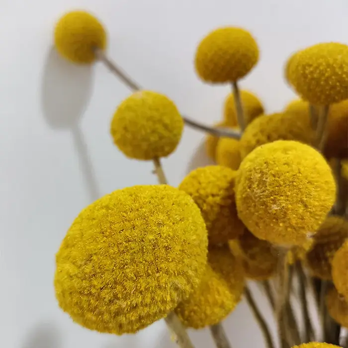 Bouquet de fleurs séchées naturelles Craspedia jaunes