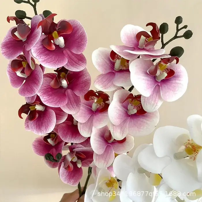 Film d'impression 3D Phalaenopsis