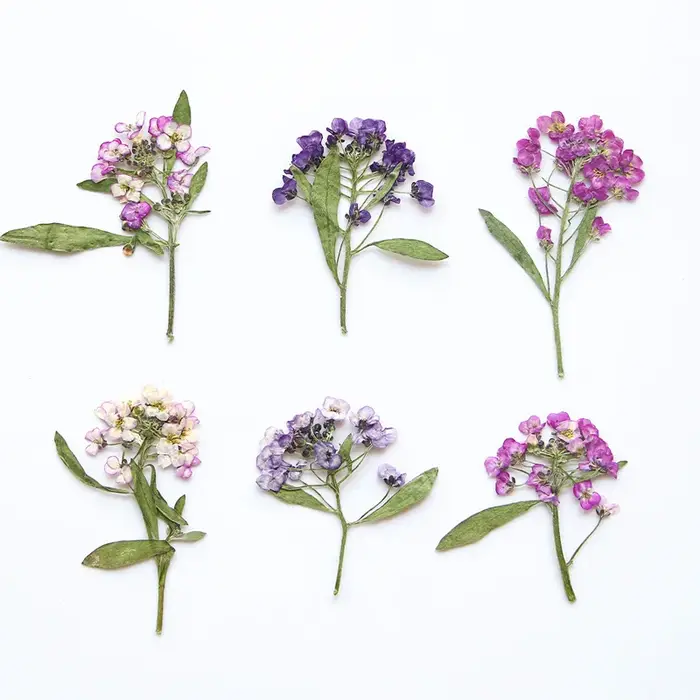 Mini fleur pressée parfumée en forme de boule de neige