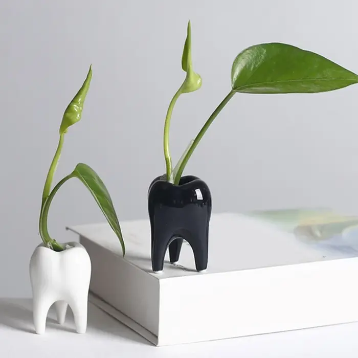 Pot plante charnue en céramique en forme dent