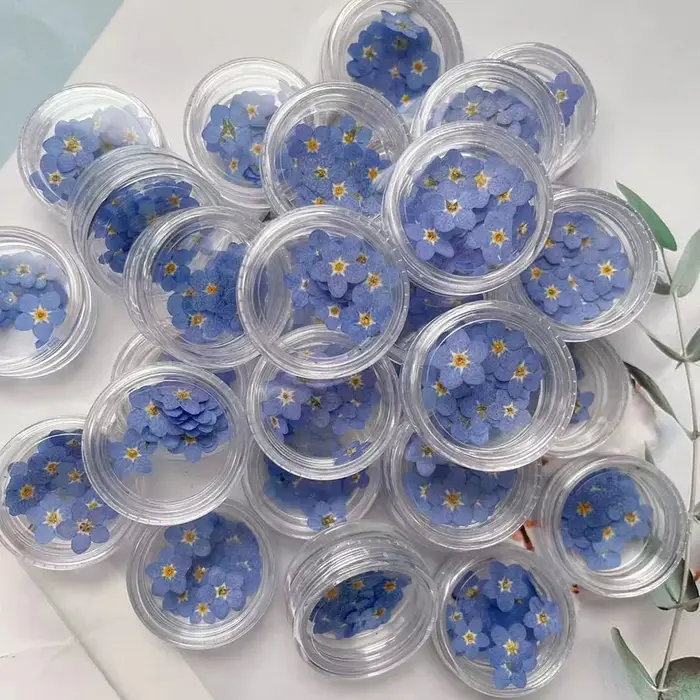 100 pièces pressé séché Mini naturel bleu Forgetmenot Myosotis Sylvatica fleur plante herbier pour bijoux signet Nailart artisanat